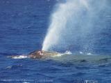 Star of Honolulu Whale Watch Deluxe Meal Package